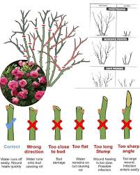 Image result for rosemary pruning