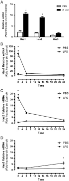 Reprint of: A rapid increase in macrophage-derived versican and hyaluronan  in infectious lung disease
