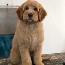 Hundesalon Sealands
