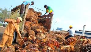 Hasil gambar untuk GAMBAR KELAPA SAWIT KALIMANTAN