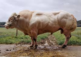 Pronunciation of piemontese with 2 audio pronunciations, 11 translations and more for piemontese. La Razza Piemontese Storia E Caratteristiche Della Fassona