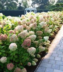 Freiland Hortensienhecke Weiss Rose Garten Pflanzen Hortensien Garten