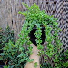 Image result for Clinopodium