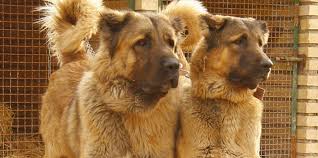 حداد عادل درباره حمایت از کاندیداتوری دختر شهید سلیمانی: Ø³Ú¯ Ø³Ø±Ø§Ø¨ÛŒ Ø¢Ø´Ù†Ø§ÛŒÛŒ Ø¨Ø§ Ù†Ú˜Ø§Ø¯ Ø§ÛŒØ±Ø§Ù†ÛŒ Sarabi Mastiff Ùˆ ÙˆÛŒÚ˜Ú¯ÛŒ Ù‡Ø§ÛŒ Ø¢Ù† Ù†Øª Ù†ÙˆØ´Øª