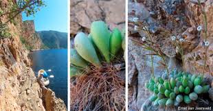 Image result for Brackenridgea zanguebarica