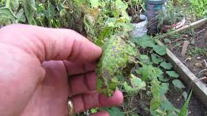 Leaves turning black on tomato plants. Identifying Tomato Leaf Spot And Early Blight Trg 2014 Youtube