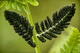 Image result for Dennstaedtiaceae