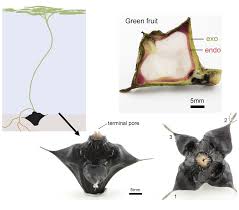 Image result for Trapa natans