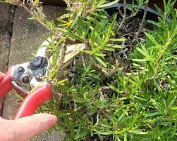 Image result for rosemary pruning