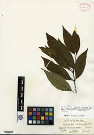 Image result for Malouetia