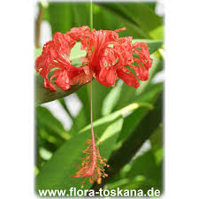 Image result for Hibiscus subreniformis