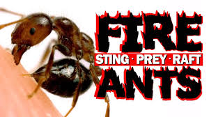 Image result for Fire Ant Sting