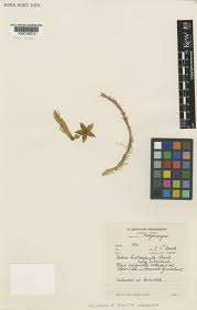 Image result for Orbea umbracula