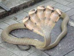 These bending lines add a lot of volume to forms and show the perspective in a clear way notice how these lines define the forms in 3d, showing us when and how they cover each other. 24 Two Headed Animals Ideas Animals Weird Animals Rare Animals