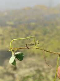 Image result for Marsilea aegyptiaca