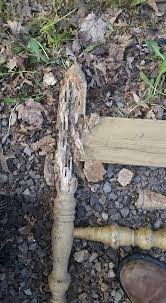 I had signs of termites and i called servall to come inspect my property and they were very professional. All Seasons Termite And Pest Control Facebook