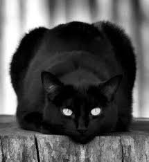 Black Baby Kittens With Green Eyes Black Fur Baby So Elegant With Gorgeous Green Eyes Cats Pretty Cats Beautiful Cats
