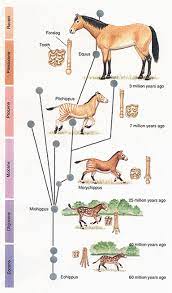 Evolution Origin Of Life Notes Biology Mrs Mccomas