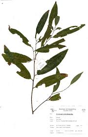 Image result for Cryptocarya liebertiana