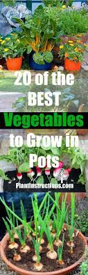20 Best Vegetables To Grow In Pots Growing Vegetables Indoor Vegetable Gardening Container Gardening Vegetables