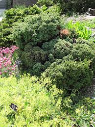 Image result for Xerophyta squarrosa