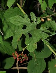 Image result for Ampelocissus africana