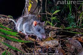 Image result for Rourea thomsonii