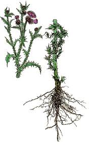 Image result for Carduus