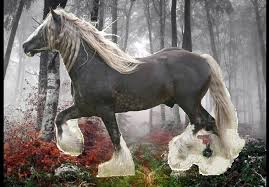 Gypsy vanner horses rescues and general horse recuses need volunteers, and this is an excellent way to understand what kind of horse temperament is best for you. Gypsy Vanner Gold Is Silver Breeding Gypsy Vanner Horses A Dream Is Born