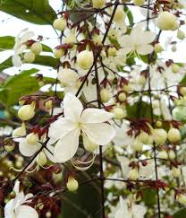 Image result for Clerodendrum toxicarium