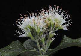 Image result for Combretum mossambicense