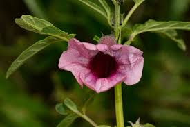 Image result for Pedaliaceae