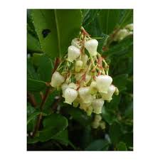 Popular in texas gardens, the turk's cap is a herbacious mostly perennial shrub that will grow to a height of 4 feet. Arbutus Unedo Atlantic Provender Nurseries Wholesale Nursery In Swanley Kent