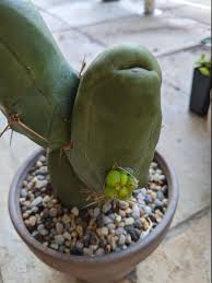 The cactus has invaded more than 500 square kilometers of laikipia county. A Different Example Of A Tbm Painful Pup From My Collection Yesterday Cactus