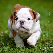 English bulldog dog breeders, english bulldogs & mastiffs, k's pups chi's & english bulldog, 13week old. 1 Bulldog Puppies For Sale By Uptown Puppies