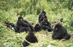 Gain For Gorillas Time For Kids Mountain Gorilla Gorilla Animals