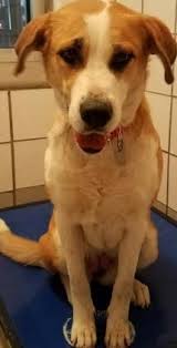 4:36 the humane society of the united states recommended for you. Pin By Ginny Armstrong On Unknown El Paso Animal Shelter Dog Activities Dogs Animals