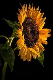 Unique sunflower picture in 4k for wallpaper. Sunflower Wallpaper Background Yellow Wallpaper Dark Black Background Black Dark Sunflower Wallpaper Oil Painting Flowers Sunflower Photography
