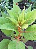 Image result for Celosia stuhlmanniana