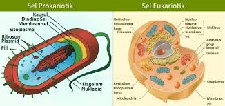 Sel hewan yaitu nama umum untuk sel eukariotik yang menyusun jaringan hewan. Perbandingan Sel Prokariotik Dengan Eukariotik Tabel Gambar