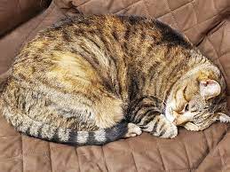 Hours may change under current circumstances Lee S Ok Tire Home Facebook