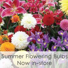 Buying Plants For The Garden At Chessington Garden Centre Plants Summer Flowering Bulbs Garden Center