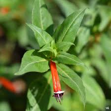 Image result for Cuphea ignea