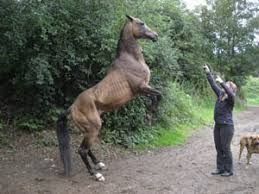 The akhal teke horse is the center of the turkmenistan coat of arms. The Equestrian Vagabond July 2007