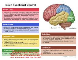 Amicus Illustration Of Amicus Anatomy Brain Function Control