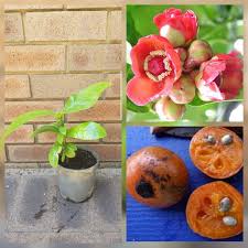 Image result for Garcinia buchneri