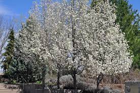 Maybe you would like to learn more about one of these? Chanticleer Flowering Pear