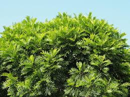 Image result for Filicium decipiens