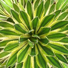 Altman plants, where all of the plants in big box stores come from in the us. Serra Gardens Always A Succulent Sale Cacti Com