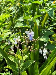 Image result for Clerodendrum